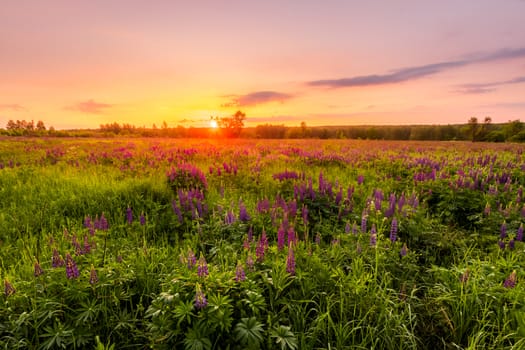 Sunrise on a field covered with flowering lupines in spring or early summer season with fog and trees on a background in morning. Landscape.