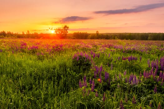 Sunrise on a field covered with flowering lupines in spring or early summer season with fog and trees on a background in morning. Landscape.