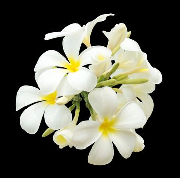bouquet of white plumeria isolated on the black background with clipping path 