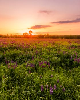 Sunrise on a field covered with flowering lupines in spring or early summer season with fog and trees on a background in morning. Landscape.