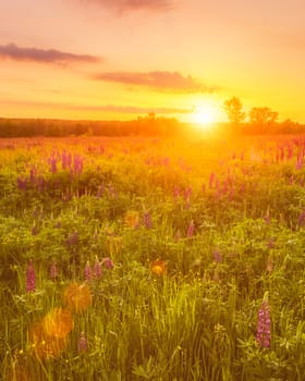 Sunrise on a field covered with flowering lupines in spring or early summer season with fog and trees on a background in morning. Landscape.