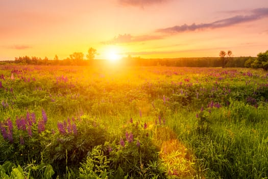 Sunrise on a field covered with flowering lupines in spring or early summer season with fog and trees on a background in morning. Landscape.