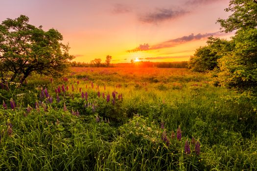 Sunrise on a field covered with flowering lupines in spring or early summer season with trees on a foreground in morning. Landscape.