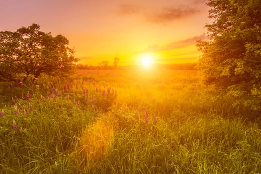 Sunrise on a field covered with flowering lupines in spring or early summer season with trees on a foreground in morning. Landscape.