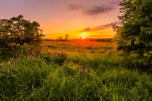 Sunrise on a field covered with flowering lupines in spring or early summer season with trees on a foreground in morning. Landscape.