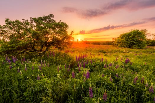 Sunrise on a field covered with flowering lupines in spring or early summer season with trees on a foreground in morning. Landscape.