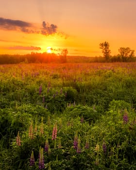 Sunrise on a field covered with flowering lupines in spring or early summer season with fog and trees on a background in morning. Landscape.