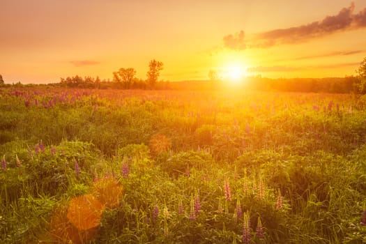 Sunrise on a field covered with flowering lupines in spring or early summer season with fog and trees on a background in morning. Landscape.