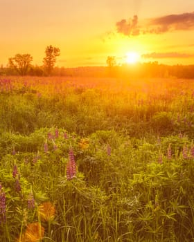 Sunrise on a field covered with flowering lupines in spring or early summer season with fog and trees on a background in morning. Landscape.