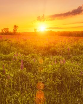 Sunrise on a field covered with flowering lupines in spring or early summer season with fog and trees on a background in morning. Landscape.