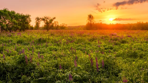 Sunrise on a field covered with flowering lupines in spring or early summer season with trees on a foreground in morning. Landscape.