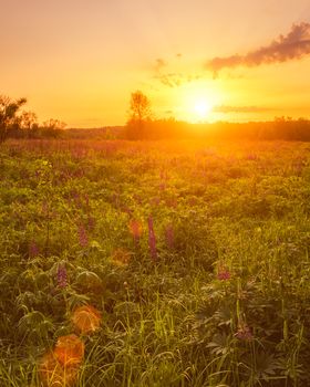 Sunrise on a field covered with flowering lupines in spring or early summer season with fog and trees on a background in morning. Landscape.