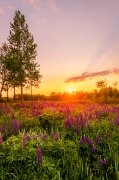 Sunrise on a field covered with flowering lupines in spring or early summer season with trees on a foreground in morning. Landscape.