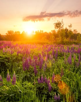 Sunrise on a field covered with flowering lupines in spring or early summer season with fog and trees on a background in morning. Landscape.