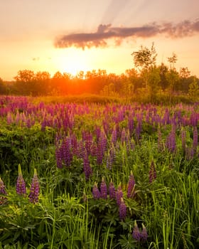 Sunrise on a field covered with flowering lupines in spring or early summer season with fog and trees on a background in morning. Landscape.