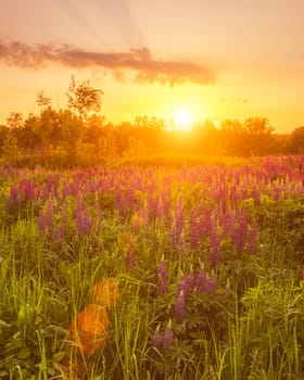 Sunrise on a field covered with flowering lupines in spring or early summer season with fog and trees on a background in morning. Landscape.