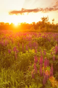 Sunrise on a field covered with flowering lupines in spring or early summer season with fog and trees on a background in morning. Landscape.