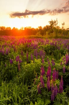 Sunrise on a field covered with flowering lupines in spring or early summer season with fog and trees on a background in morning. Landscape.