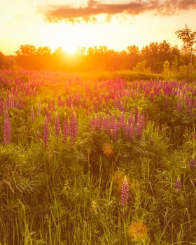 Sunrise on a field covered with flowering lupines in spring or early summer season with fog and trees on a background in morning. Landscape.