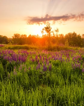 Sunrise on a field covered with flowering lupines in spring or early summer season with fog and trees on a background in morning. Landscape.