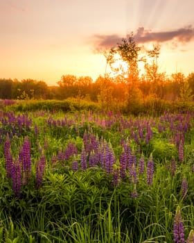 Sunrise on a field covered with flowering lupines in spring or early summer season with fog and trees on a background in morning. Landscape.