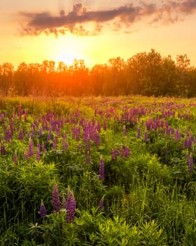 Sunrise on a field covered with flowering lupines in spring or early summer season with fog and trees on a background in morning. Landscape.