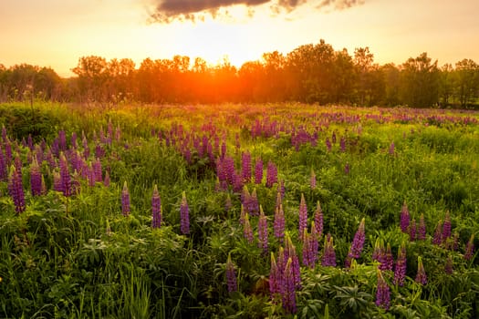 Sunrise on a field covered with flowering lupines in spring or early summer season with fog and trees on a background in morning. Landscape.