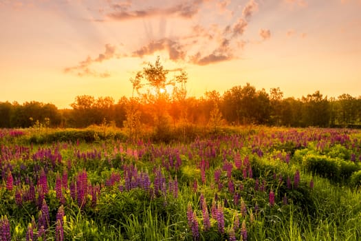 Sunrise on a field covered with flowering lupines in spring or early summer season with fog and trees on a background in morning. Landscape.