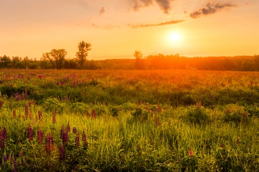 Sunrise on a field covered with flowering lupines in spring or early summer season with fog and trees on a background in morning. Landscape.