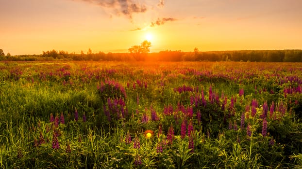 Sunrise on a field covered with flowering lupines in spring or early summer season with fog and trees on a background in morning. Landscape.