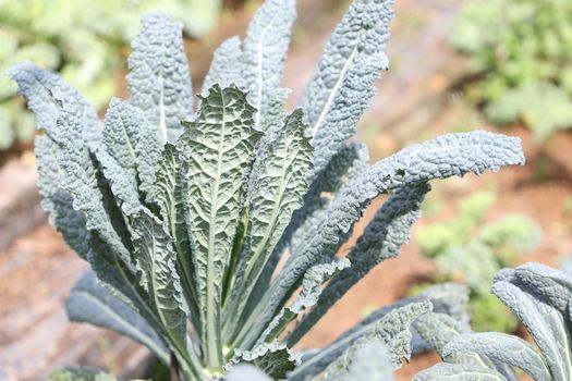 Raw healthy Lacinato Kale Lacinato vagetable