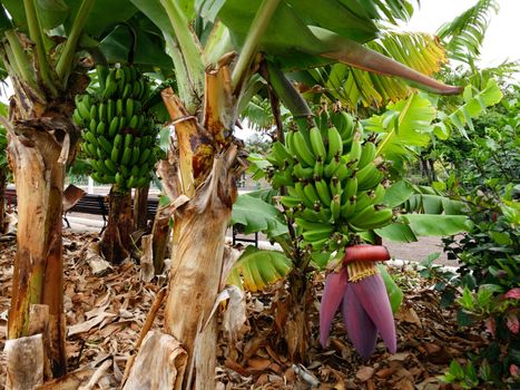 BANANAS HANGING ON THE BANANA TREE