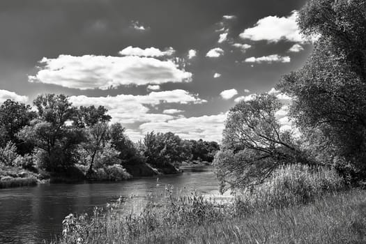 Trees and thickets on the banks of the Warta river in Poland, black and white