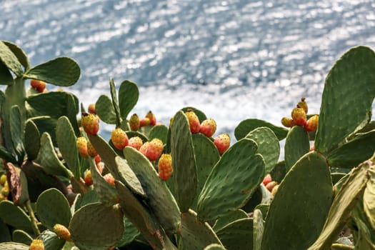 blooming cactus on the coast, overlooking the sea, blurred background, Costa Brava, Spain.



