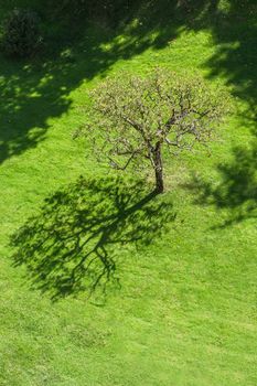 Fruit tree seen from above, surrounded by a green garden full of shadows.