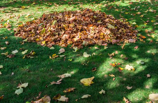 Fallen leaves are collected in pile