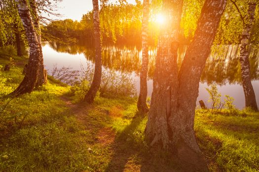 Sunrise or sunset among birches with young leaves near a pond, reflected in the water covered with fog. The sun shining through the branches of trees.