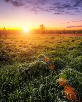 Sunrise or sunset in a spring field with green grass, lupine sprouts, fog on the horizon and bright sky with clouds. Sunbeam on a foreground.