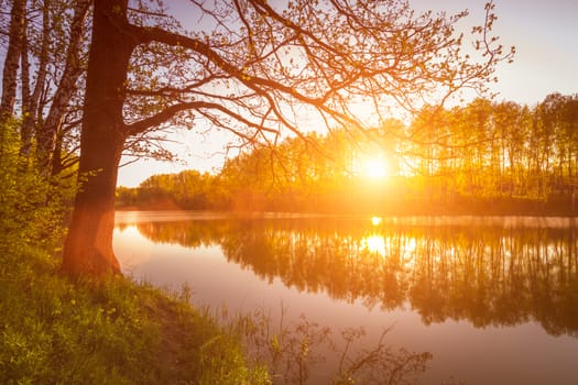 Sunrise or sunset on a pond with young green reeds, birches on the neighboring shore, reflected in water, fog and the sun.