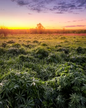 Twilight in a spring field with green grass, lupine sprouts, fog on the horizon and bright sky with morninh clouds. 