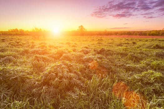 Sunrise or sunset in a spring field with green grass, lupine sprouts, fog on the horizon and bright sky with clouds. Sunbeam on a foreground.