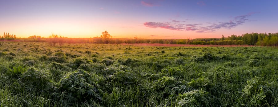 Panorama of a sunrise or sunset in a spring field with green grass, lupine sprouts, mist on the horizon and sky with morning clouds. 