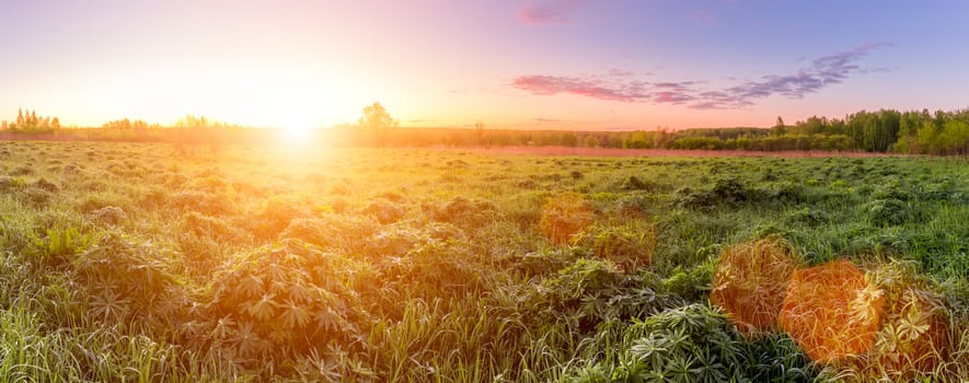 Panorama of a sunrise or sunset in a spring field with green grass, lupine sprouts, mist on the horizon and sky with morning clouds. Sunbeam on a foreground.