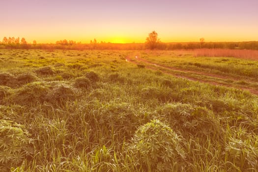 Twilight in a spring field with green grass, lupine sprouts, fog on the horizon and clear bright sky. 