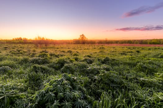 Twilight in a spring field with green grass, lupine sprouts, fog on the horizon and bright sky with morninh clouds. 