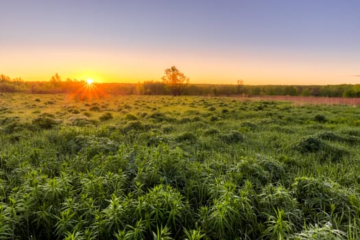 Sunrise or sunset in a spring field with green grass, lupine sprouts, fog on the horizon and clear bright sky. 