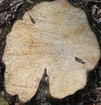 Detailed close up view on different wood surfaces showing planks logs and wooden walls in high resolution