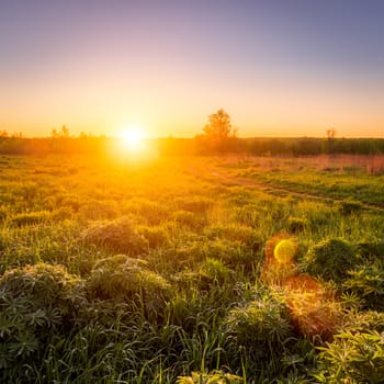 Dawn or sunset in a spring field with green grass, lupine sprouts, fog on the horizon and clear bright sky. Sunbeam on a foreground.