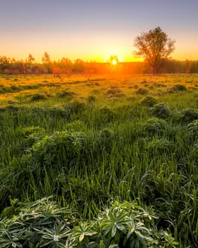 Sunrise or sunset in a spring field with green grass, lupine sprouts, fog on the horizon and clear bright sky. 