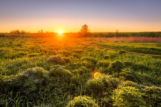 Dawn or sunset in a spring field with green grass, lupine sprouts, fog on the horizon and clear bright sky. Sunbeam on a foreground.